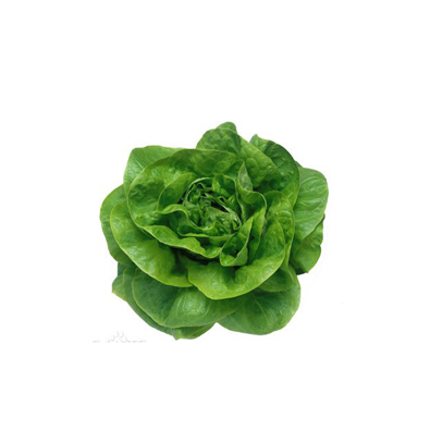 Butter Lettuce